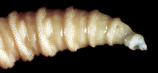 The tip of the screwworm maggot. (Image: CSIRO)